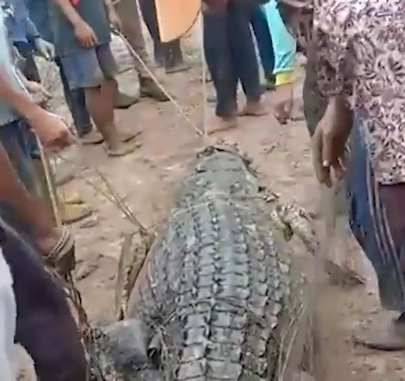 被捕鱷魚長13英尺。網圖