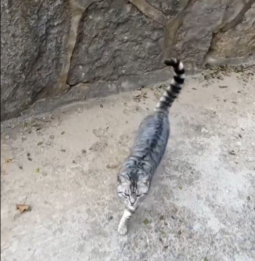 豆豆过去多次被好心游客带落山，试过一天三次自己爬上山回家。抖音