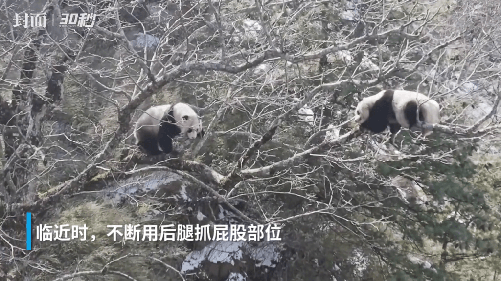 左邊的大熊貓不斷用自己的後腿抓屁股部位，隨後磨蹭著樹幹，讓樹幹搖晃起來，吸引右邊的大熊貓注意。