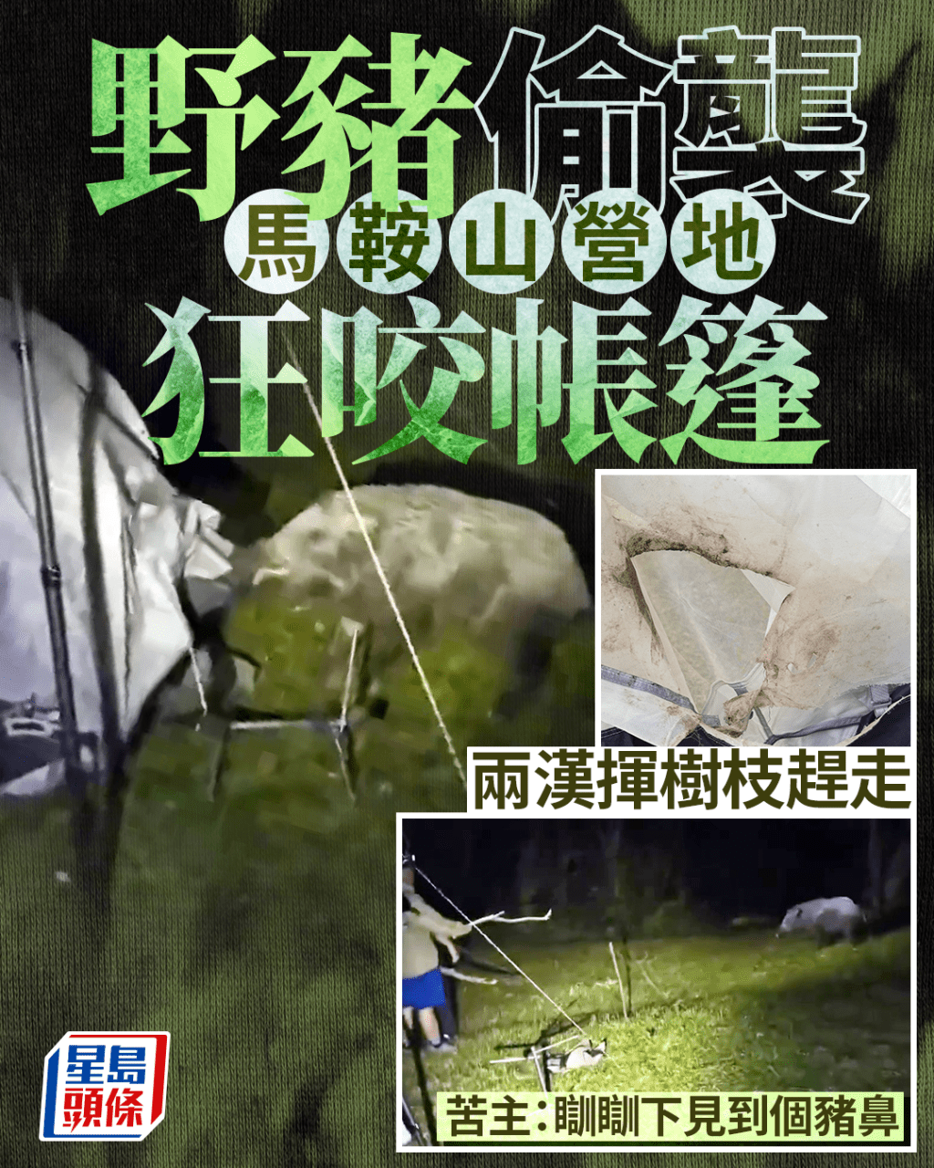 野豬夜襲馬鞍山營地狂咬帳篷 兩漢揮樹枝趕走 苦主:瞓瞓下見到個豬鼻 野豬夜襲馬鞍山營地狂咬帳篷 兩漢揮樹枝趕走 苦主:瞓瞓下見到個豬鼻