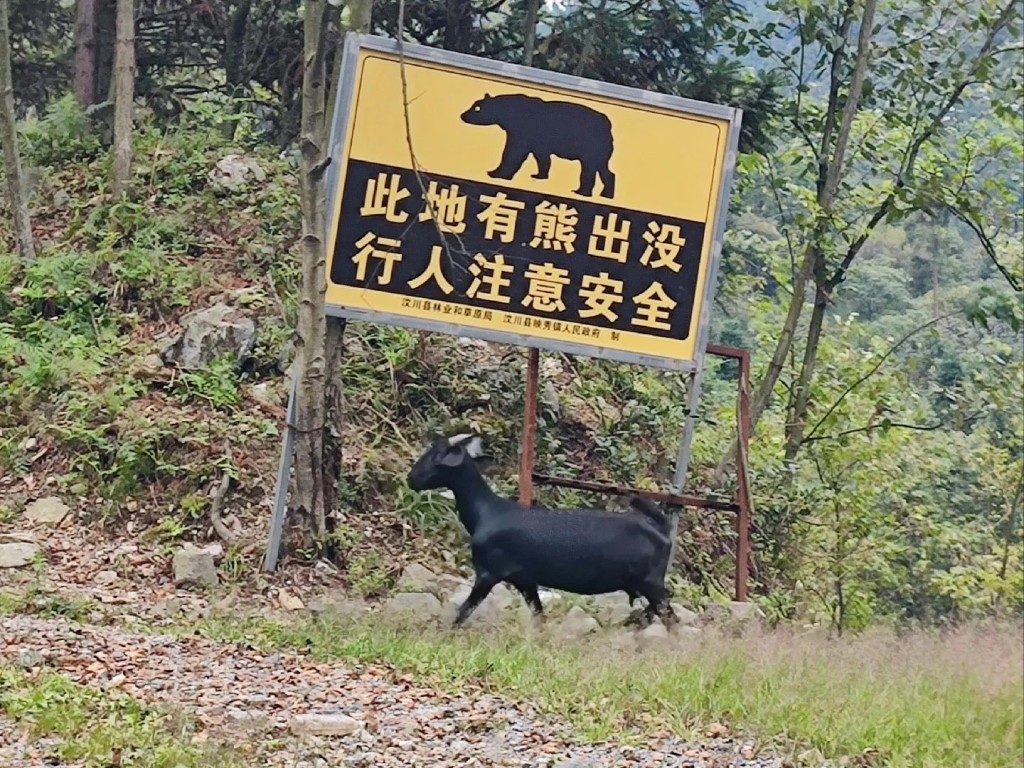 四川不少地方也有野生黑熊出沒。小紅書