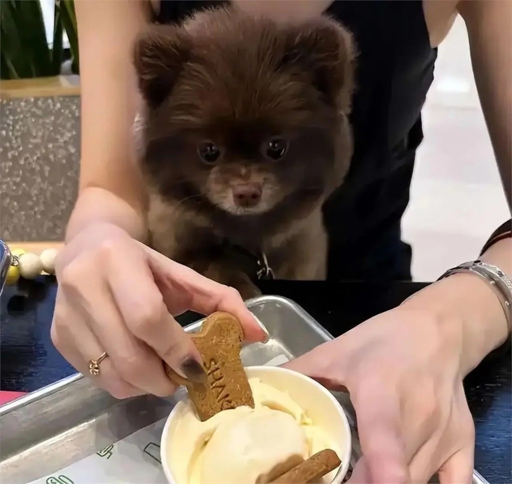 鍾欣潼親自餵愛犬Kuma，畫面溫馨。