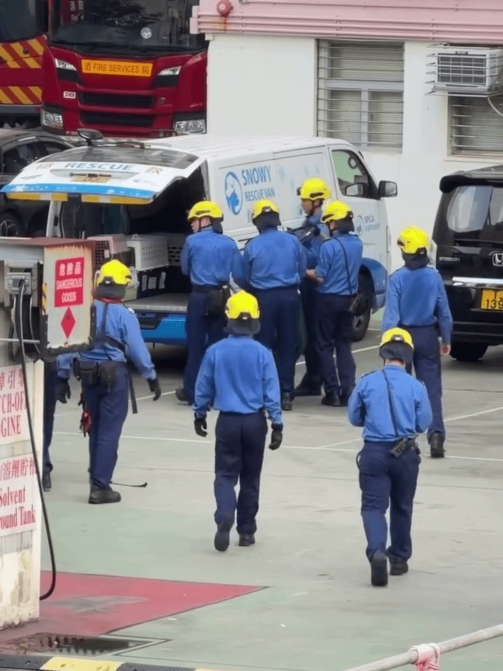 愛協表示,已直接將野豬轉送嘉道理農場作進一步檢查。Threads:c.hei_ 愛協表示,已直接將野豬轉送嘉道理農場作進一步檢查。Threads:c.hei_