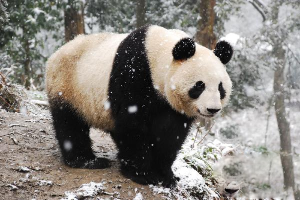 身處上野動物園的「仙女」。 新華社