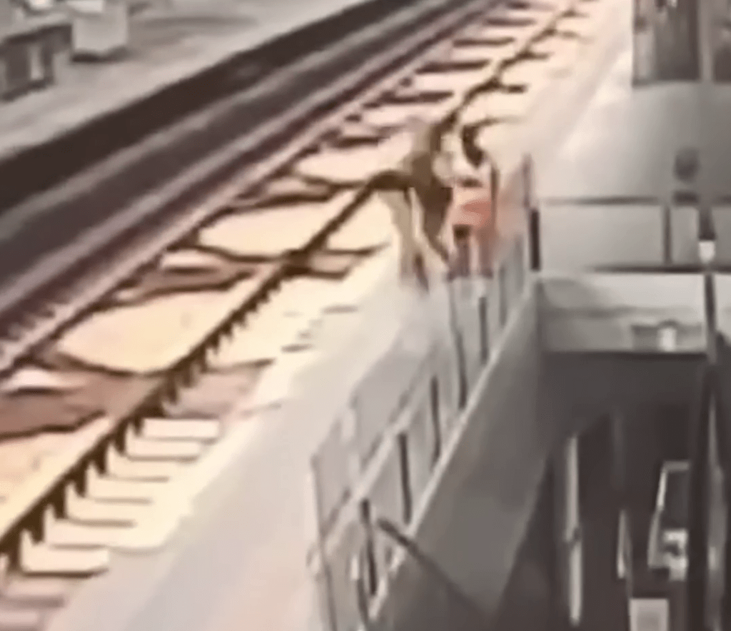 站務員被撞落路軌。 站務員被撞落路軌。