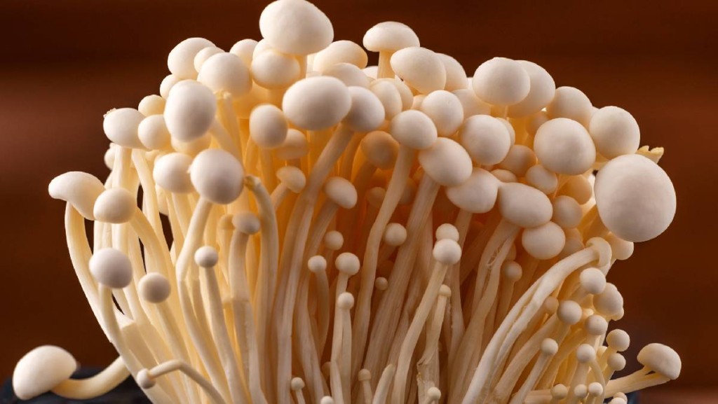 食用菌生物科技:糧食安全與種源自主新機遇|陳新燊