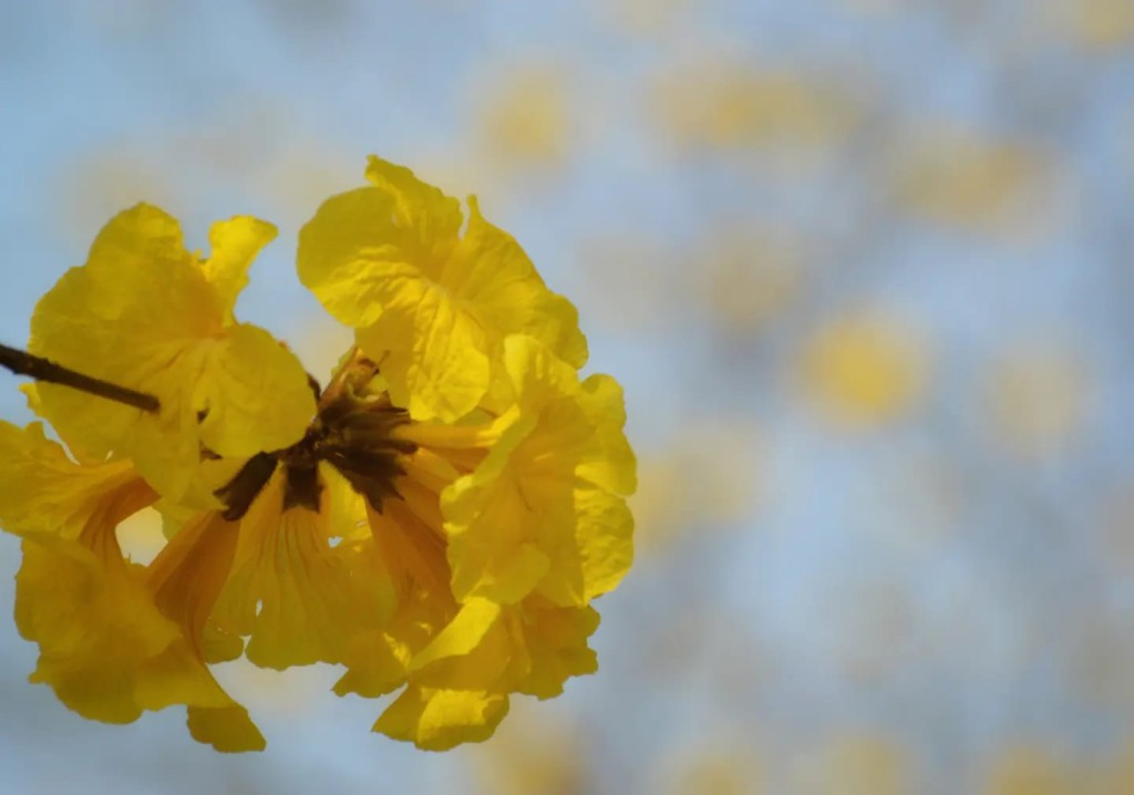 黃花風鈴木花語是「再回來的幸福」。圖片授權Helen Li
