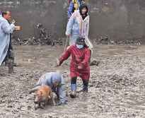 貴州一村舉辦「抓豬比賽」引起網友關注。鳳凰資訊 貴州一村舉辦「抓豬比賽」引起網友關注。鳳凰資訊