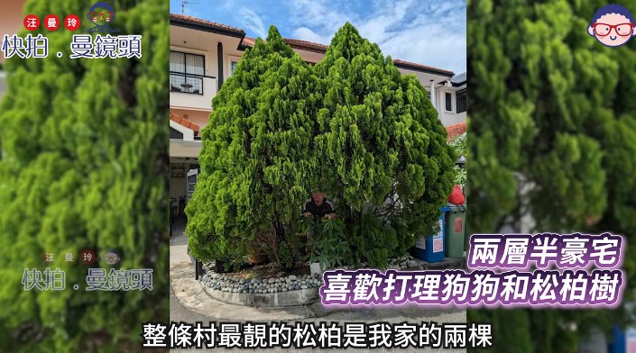 朱咪咪豪宅花園極大,能種兩棵巨型松柏。 朱咪咪豪宅花園極大,能種兩棵巨型松柏。