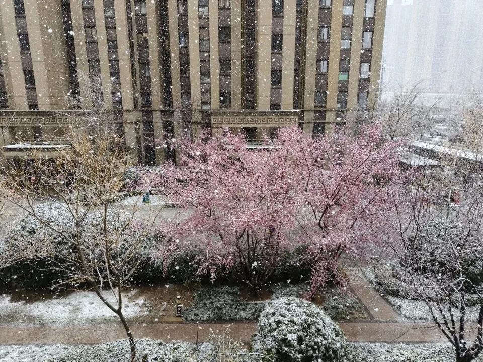西安突降大雪,24小時內溫差20度,一天穿越冬夏兩季。 微博 西安突降大雪,24小時內溫差20度,一天穿越冬夏兩季。 微博