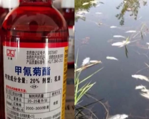 4人向將殺蟲劑倒入河中,導致22萬條魚死亡。網圖