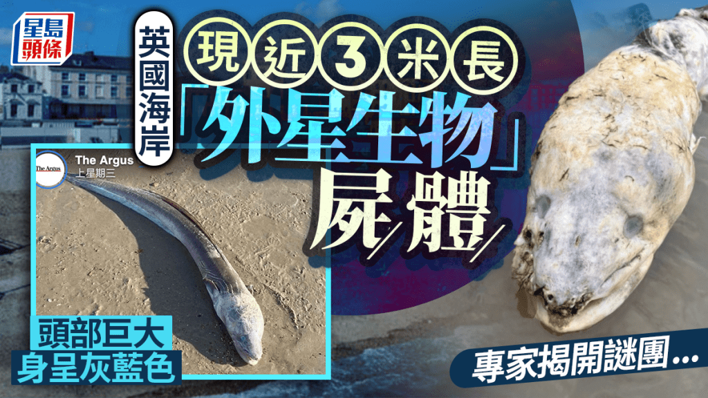 英国海岸现「巨型怪鱼」尸体 体长可达2.75米震撼居民： 像外星生物