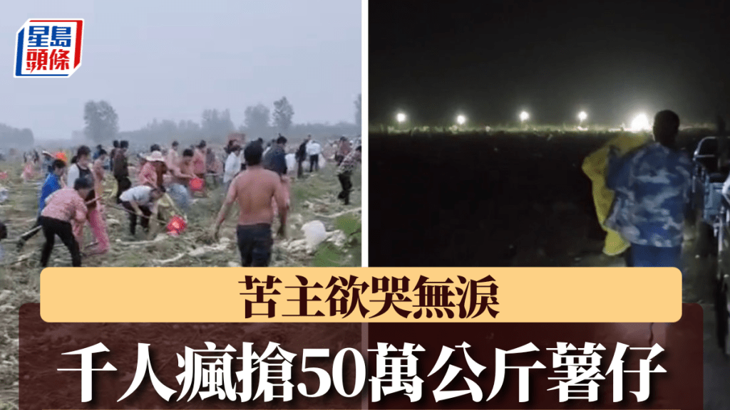 安徽500畝薯仔遭村民瘋搶。抖音@曾凡昌丶