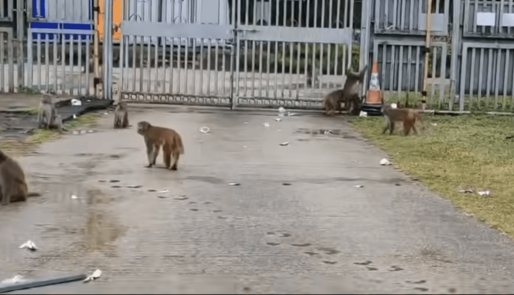 其他猴子有的站在遠遠觀望。