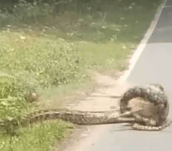 几经纠缠下终成功迫使蟒蛇松开猎物，窜入草丛逃去无踪。