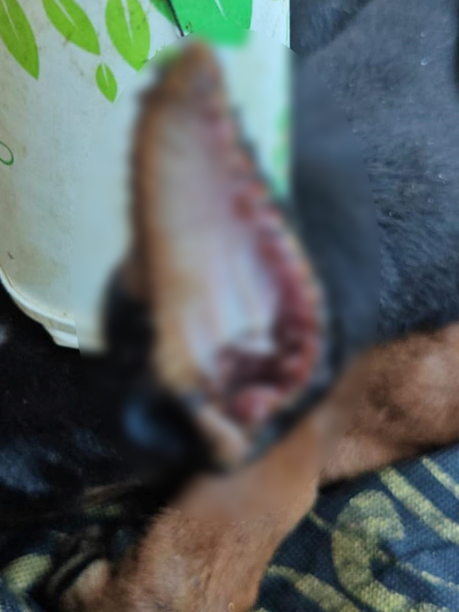 犬隻雙耳均有長約8厘米的切割傷口,雖經縫合卻發炎。 犬隻雙耳均有長約8厘米的切割傷口,雖經縫合卻發炎。