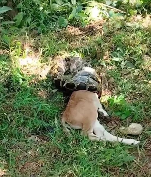 廣東汕尾驚現蟒蛇吞食牛犢。 網片截圖 廣東汕尾驚現蟒蛇吞食牛犢。 網片截圖