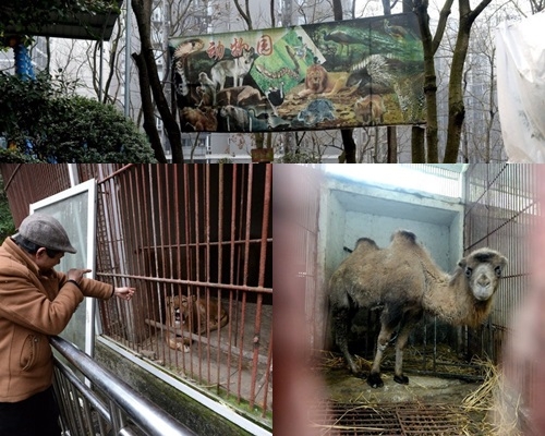 一个不足20平米的笼子住著一只快20岁的老年母狮。网图