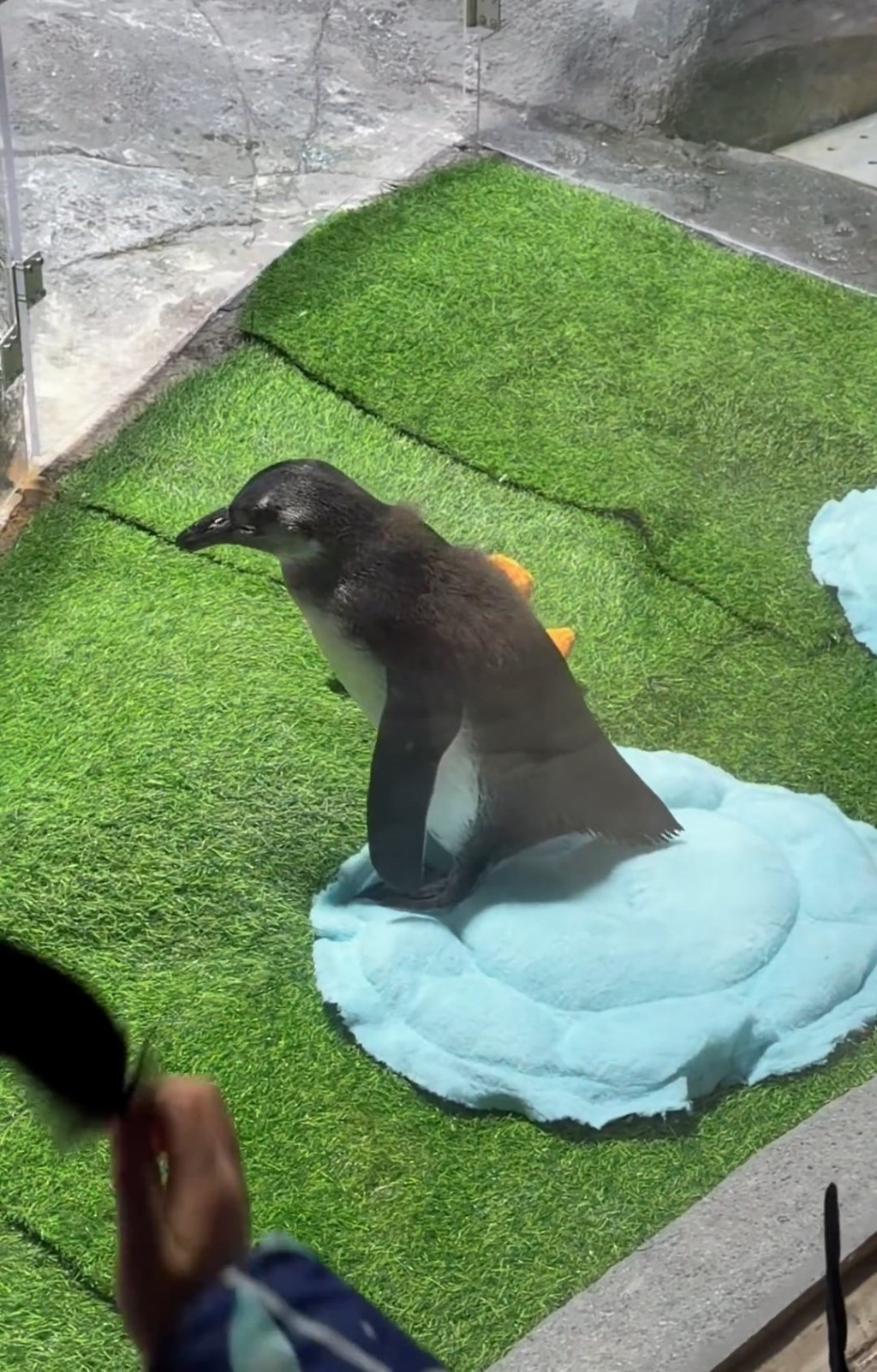 非洲企鵝B「茂茂」出世百天於元旦日首亮相公眾。 微博@申江服務導報