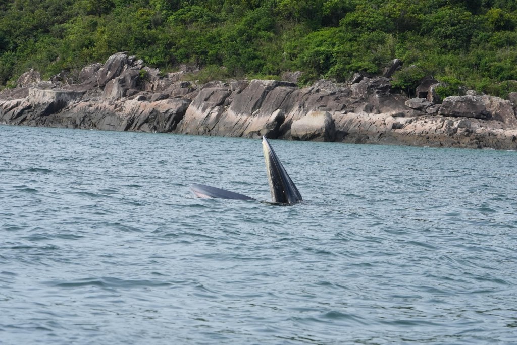西贡自本月13日起出现小鲸鱼后，吸引大批市民乘船出海「追鲸」。陈国基FB图片