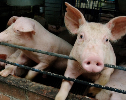 農業農村部料下半年生豬及豬肉供應回復至正常水平。資料圖片