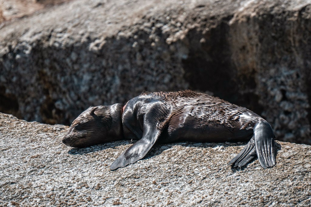 這隻小海豹脖子上纏着一根繩子,且已割破頸部的皮毛,可見海洋垃圾對生態系統造成的傷害。(圖片提供:馮敏如) 這隻小海豹脖子上纏着一根繩子,且已割破頸部的皮毛,可見海洋垃圾對生態系統造成的傷害。(圖片提供:馮敏如)
