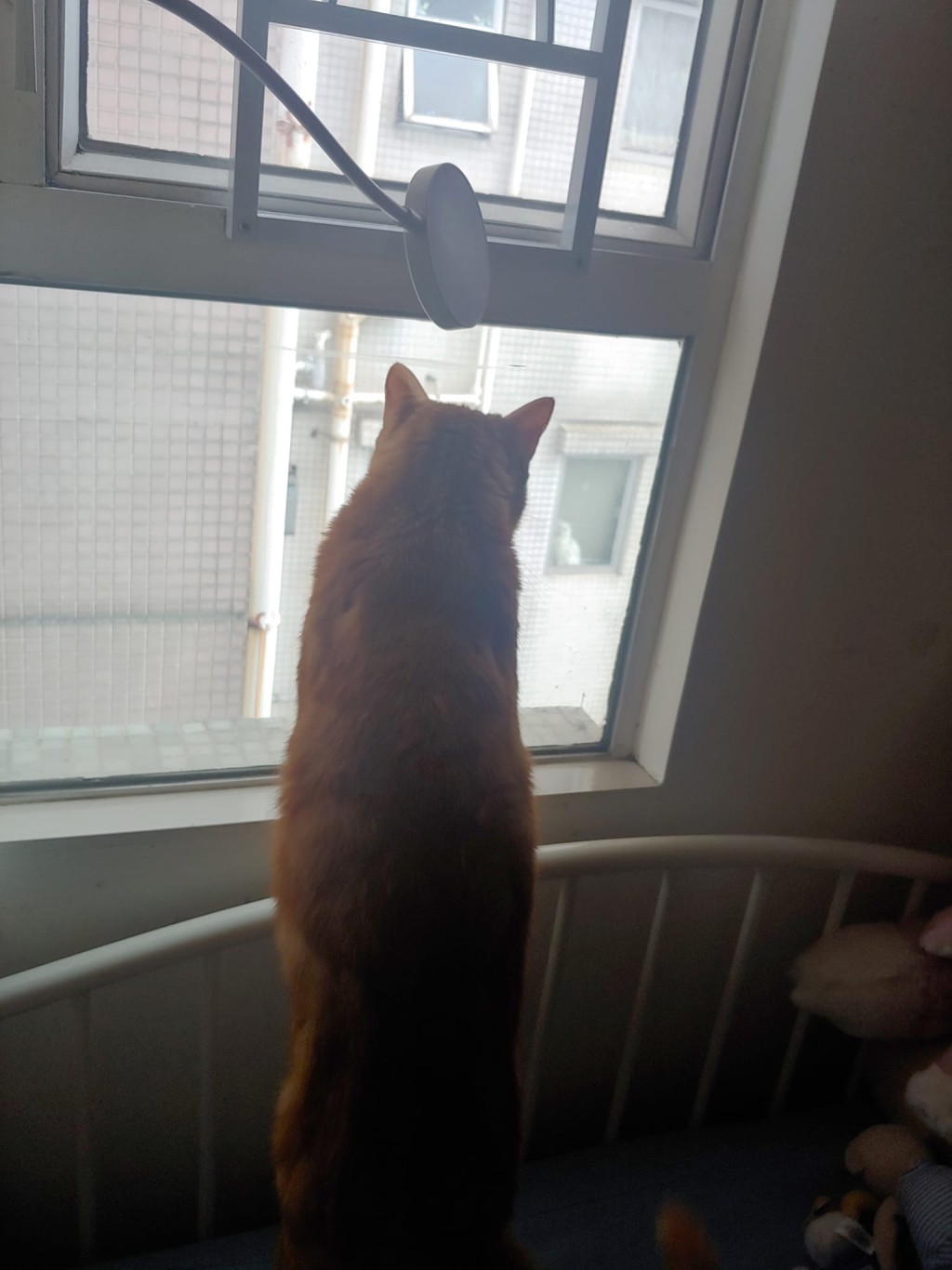 橘貓帶著心急的背影憑窗遠眺。網上截圖