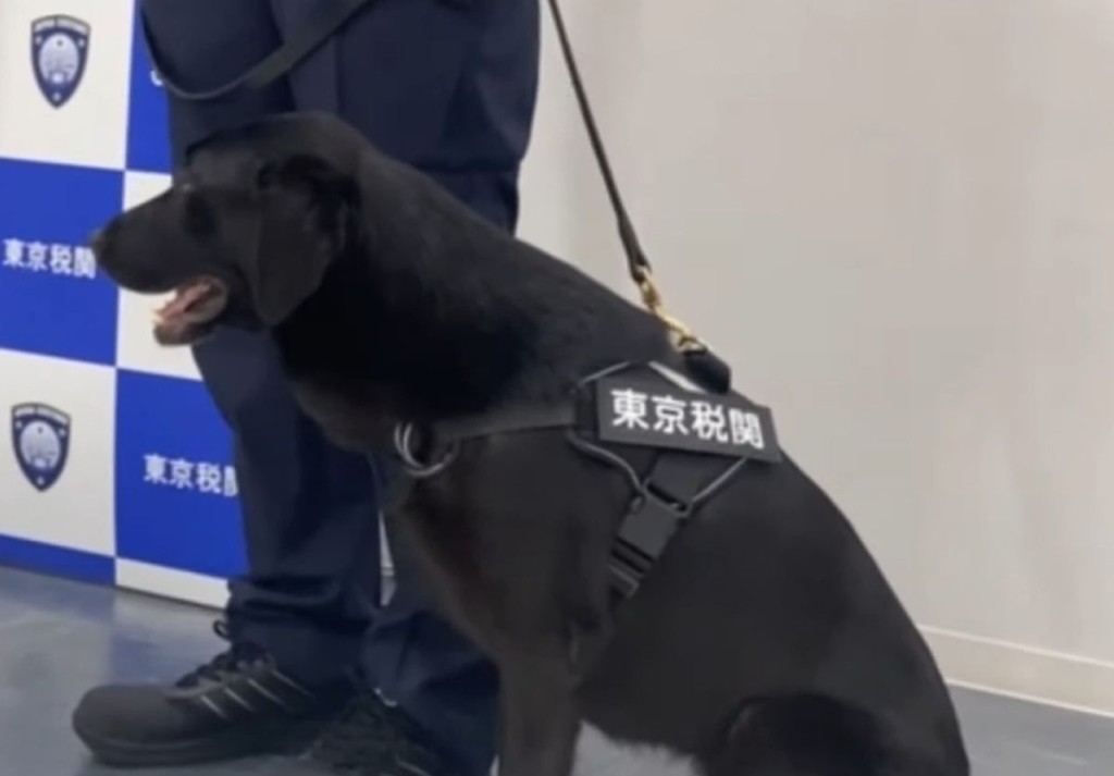 日本当局计划逐步把这种纸币探知犬部署到其他国际机场。网上图片