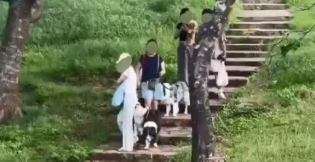 Tracy雖向情侶狗主道歉，但對方一路尾隨滋擾。（受訪者提供）