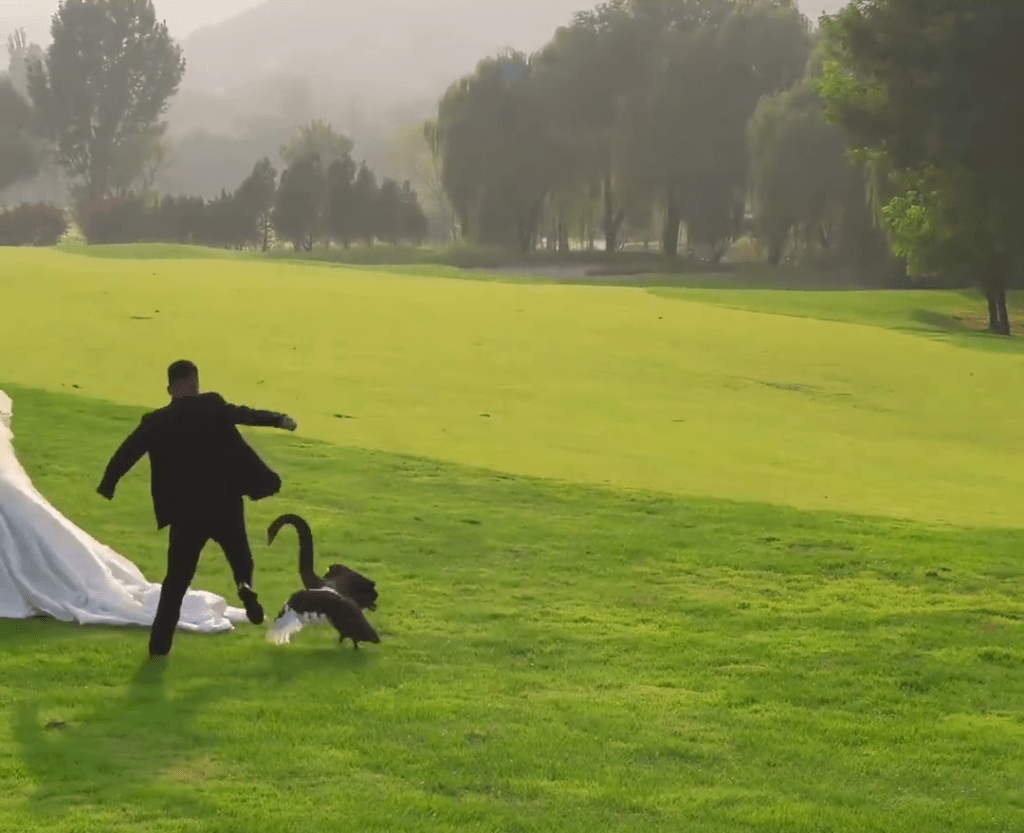 山東新人拍婚紗照,黑天鵝突入「搶新娘」。 山東新人拍婚紗照,黑天鵝突入「搶新娘」。