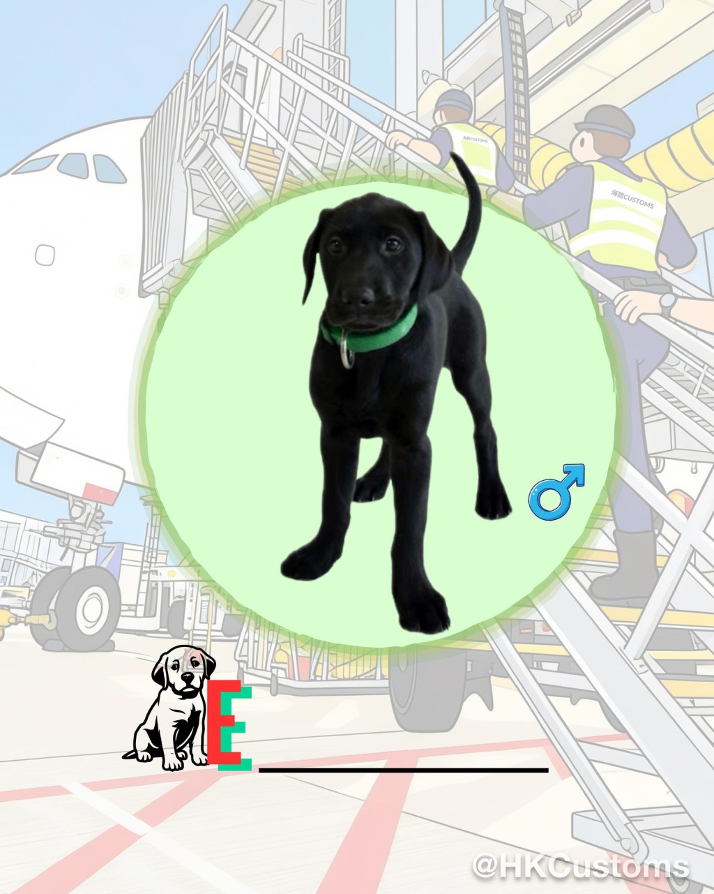 海關舉辦搜查犬BB命名比賽，邀請公眾為9隻拉布拉多尋回犬BB命名。海關facebook圖片