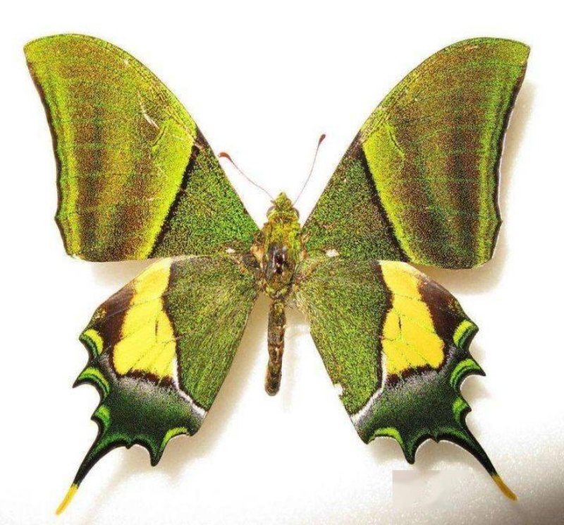 被譽為國蝶的金斑喙鳳蝶。