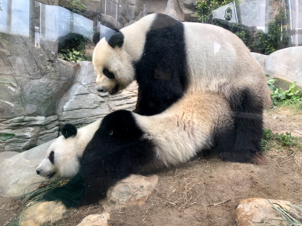 熊猫尾巴在发情和交配季节也大有用处。资料图片