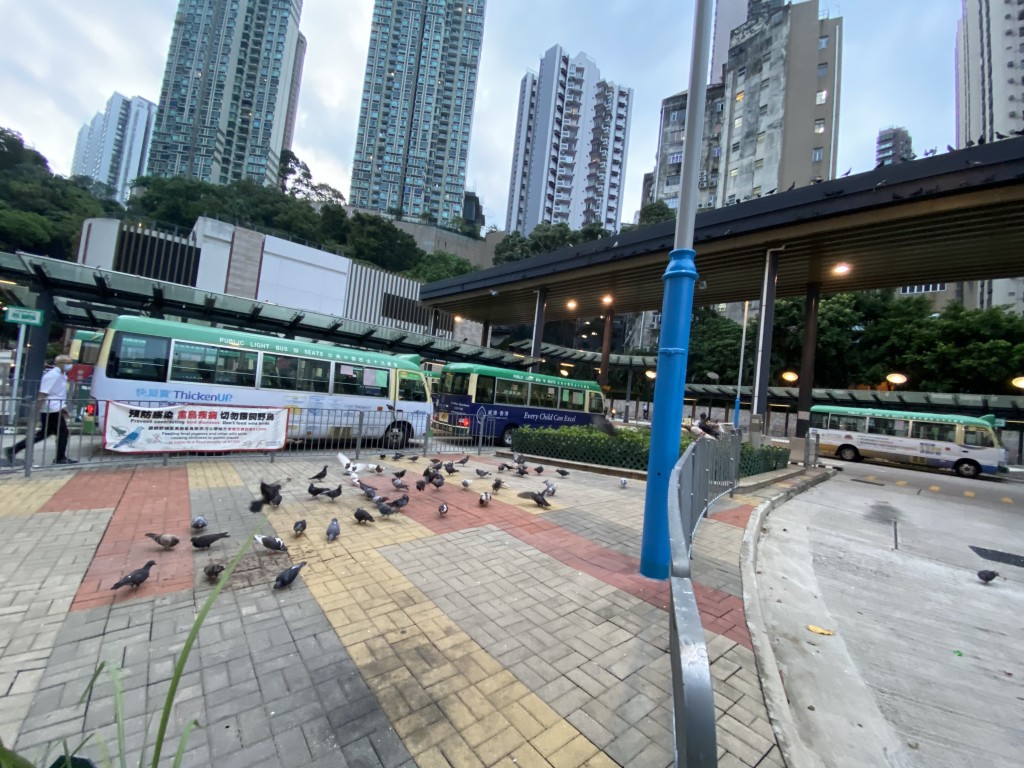 禁止餵飼野鴿法例生效前在堅尼地城站拍攝。 