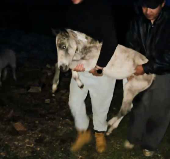 出生7天的小馬被無人機追致爆肺死亡。抖音