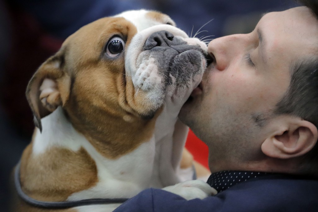 2022年美國最受歡迎犬種第6名鬥牛犬（Bulldogs）。 美聯社