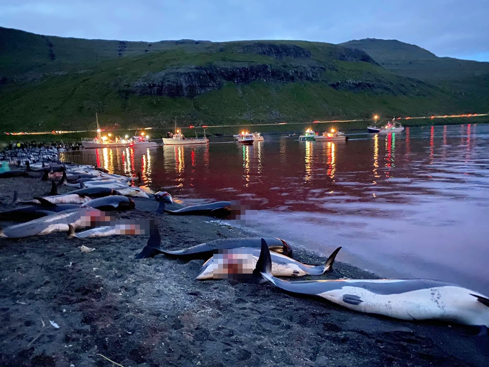 海面被染成血紅色。Sea Shepherd Faroe Islands Campaign facebook圖片