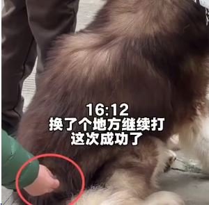 逾50公斤重的「托普」在咬傷老主人後被處死，一度成為網絡熱搜首名。