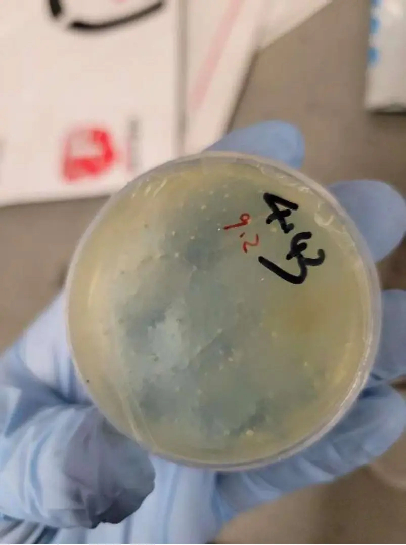 四個「含有與蛔蟲相關的生物材料」的包裹從中國寄出。  美國密歇根州東區地方法院