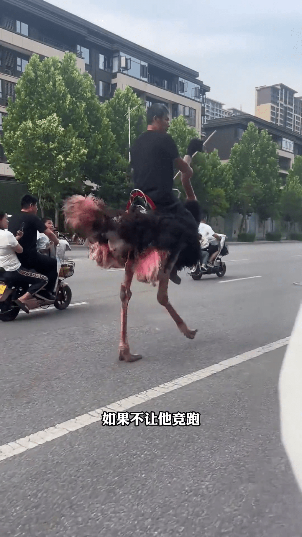 雲南男子騎鴕鳥代步,成網絡熱話。 雲南男子騎鴕鳥代步,成網絡熱話。