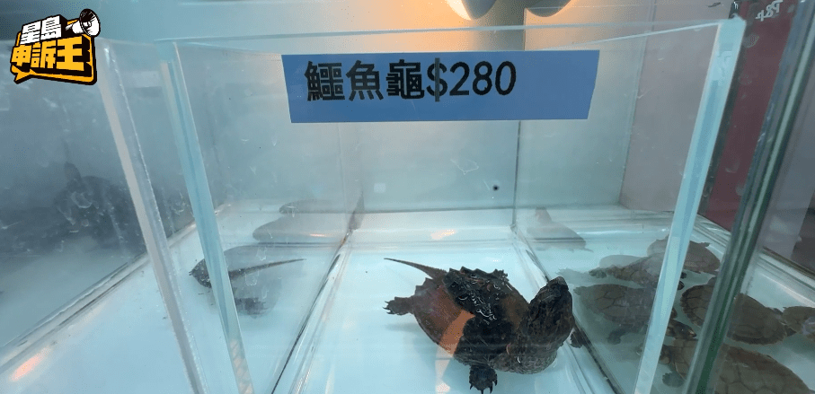 香港寵物店出售幼年鱷龜，大概280元至350元不等。