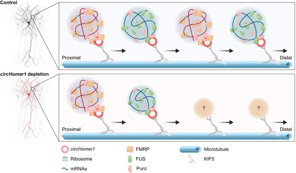  circHomer1的作用就如一條生物分子橋樑，將信使核糖核酸（mRNA）運送到神經元的樹突（即接收站），以傳遞大腦訊息。而缺乏circHomer1會導致樹突棘（即突觸的接收結構）變形，並減少關鍵蛋白的產生，繼而削弱大腦的通訊功能。 中大提供