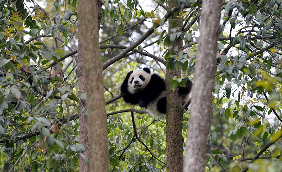大熊猫在树上休息。新华网