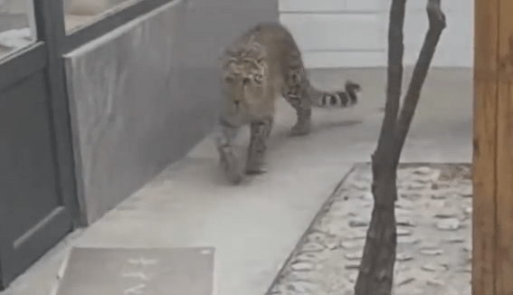 花豹已經在村子裡遊走幾天。新浪網