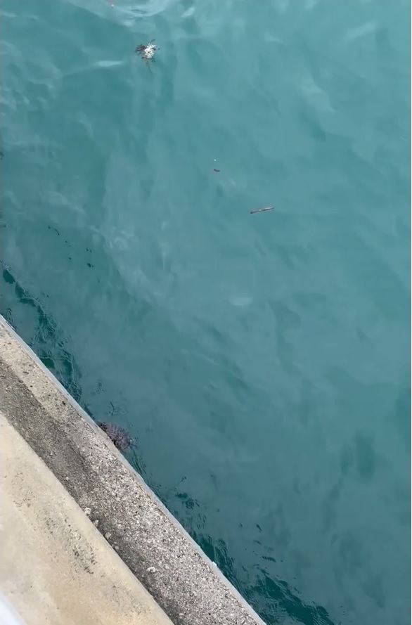 淡水巴西龜懷疑被人放生入海，被海浪拍打至堤壆邊無法自主游走。(影片截圖)