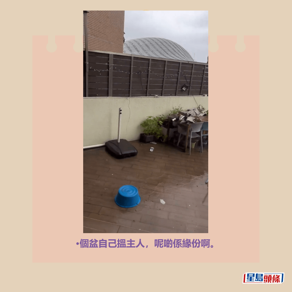 •個盆自己搵主人，呢啲係緣份啊。Threads截圖