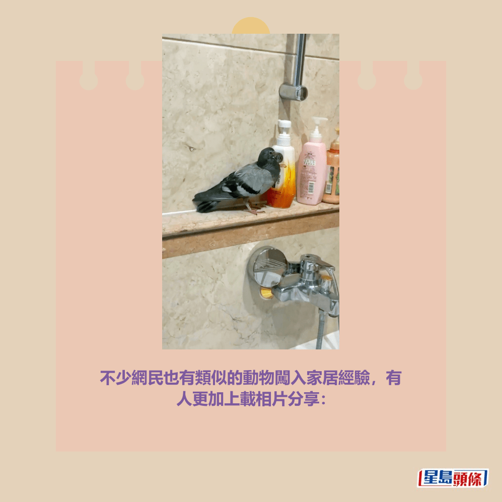 不少網民也有類似的動物闖入家居經驗,有 人更加上載相片分享:Threads截圖 不少網民也有類似的動物闖入家居經驗,有 人更加上載相片分享:Threads截圖