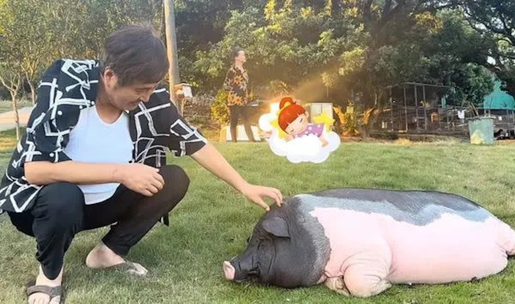 早前貼了一段養豬的影片。