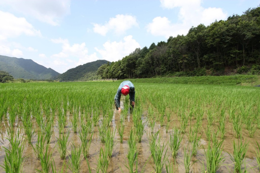 日本釀酒廠並不會自己種米，久野九平治是日本第一人。