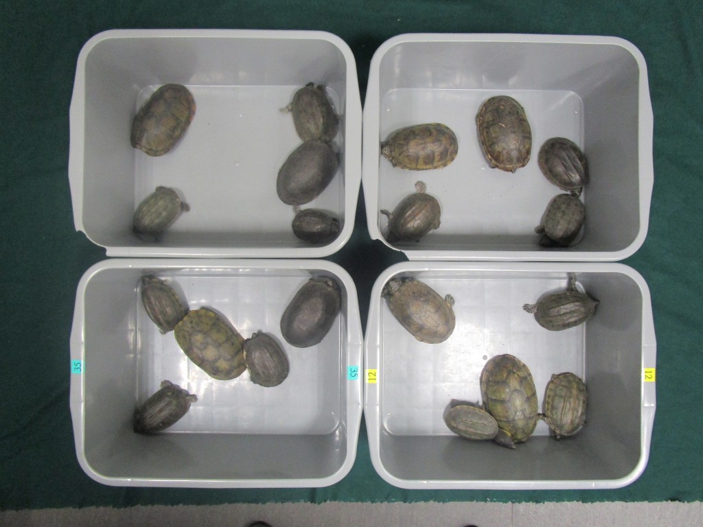 海关发现20只怀疑受管制濒危物种活龟。